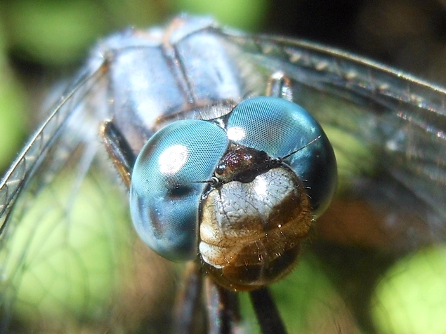 Orthetrum coerulescens?